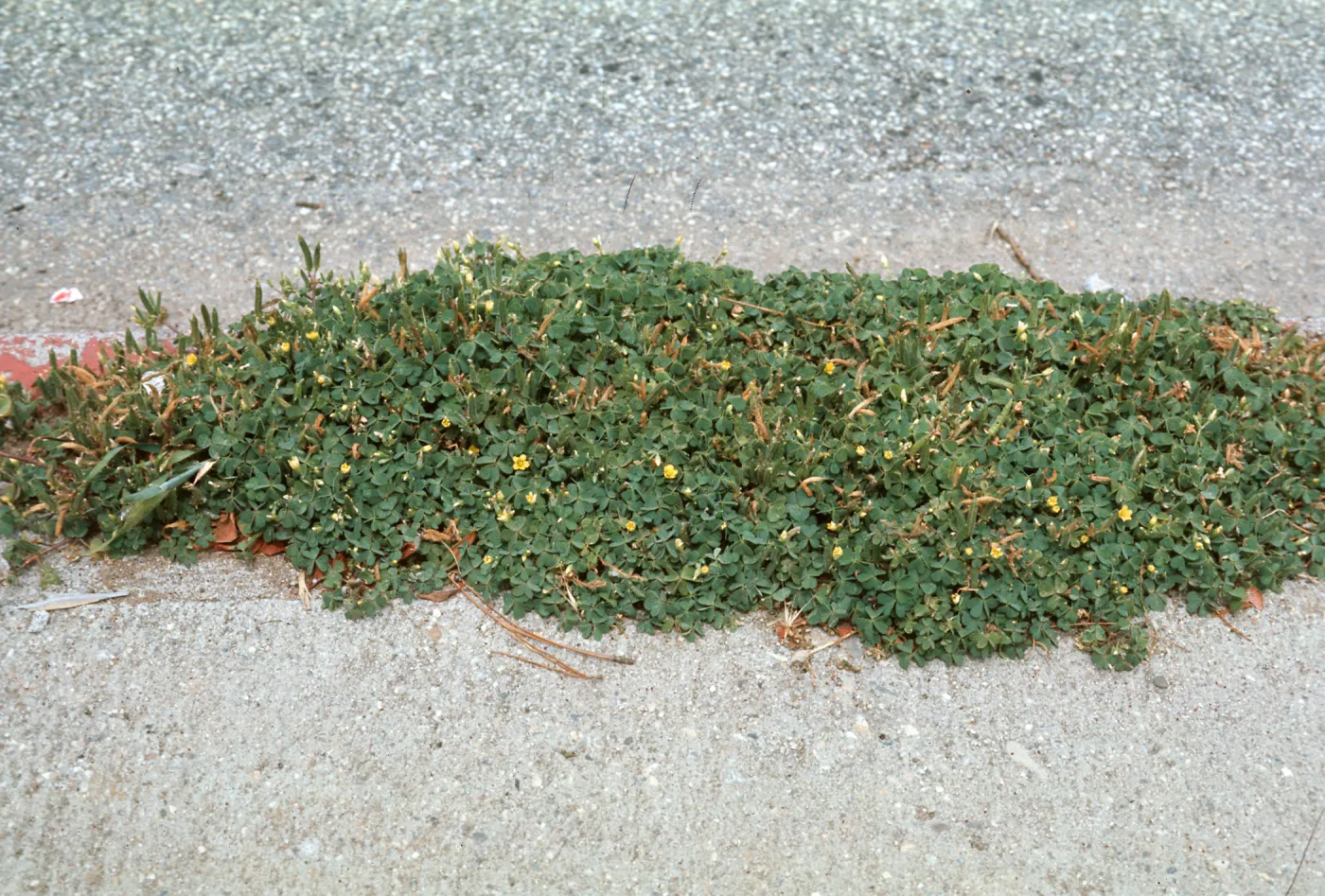 Oxalis