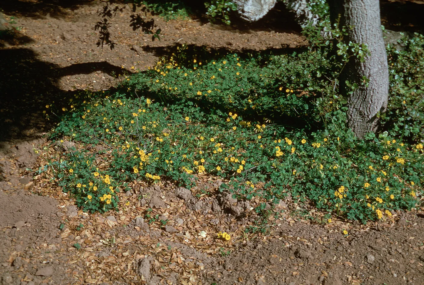 Oxalis pes-caprae