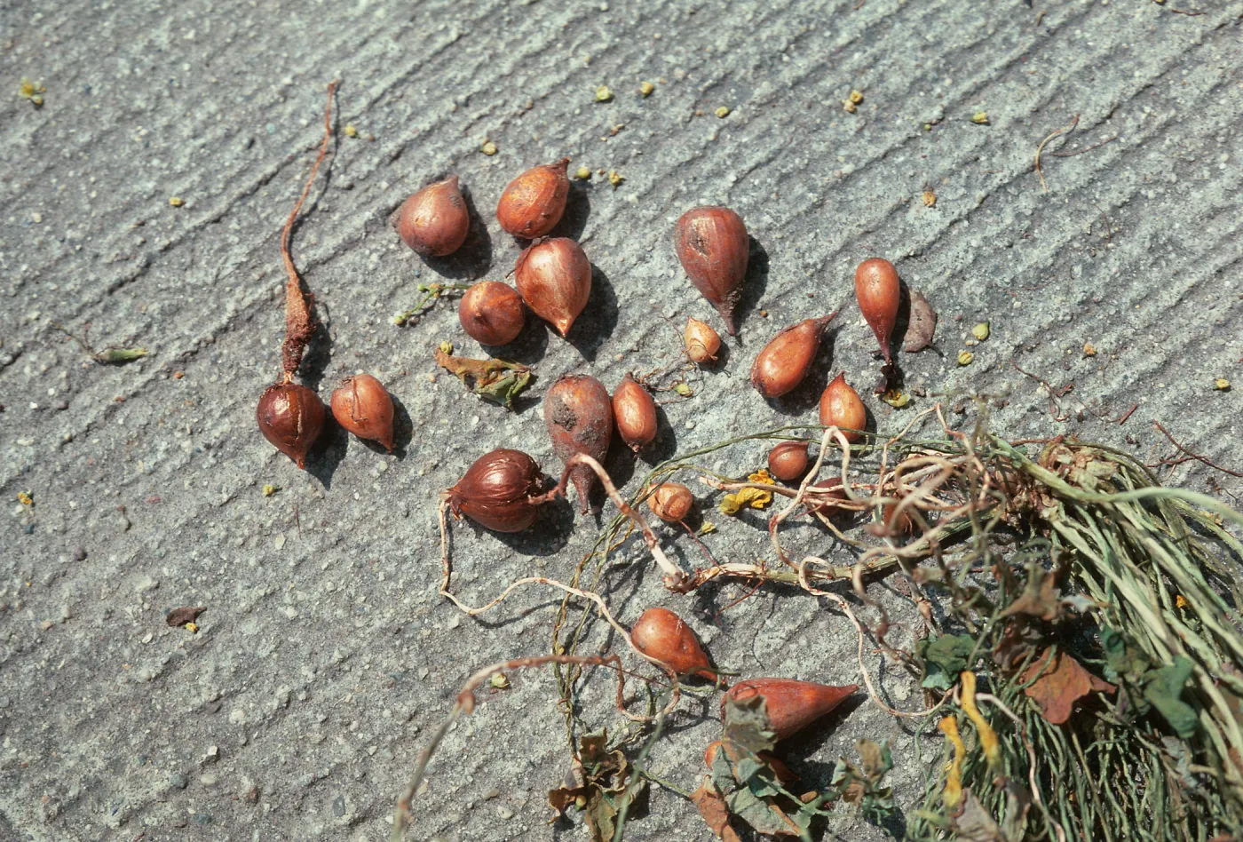 Oxalis bulbs