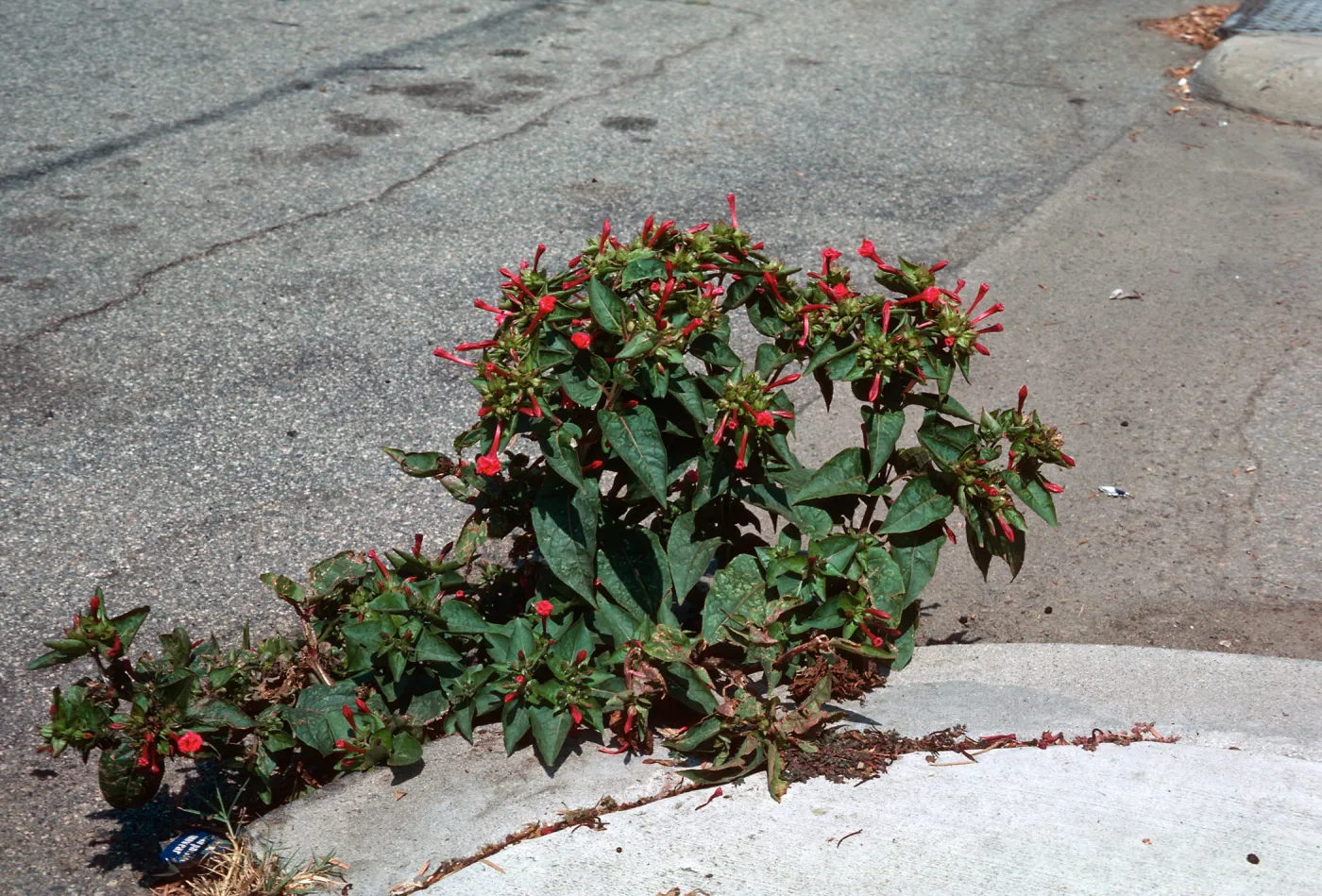 Mirabilis jalapa