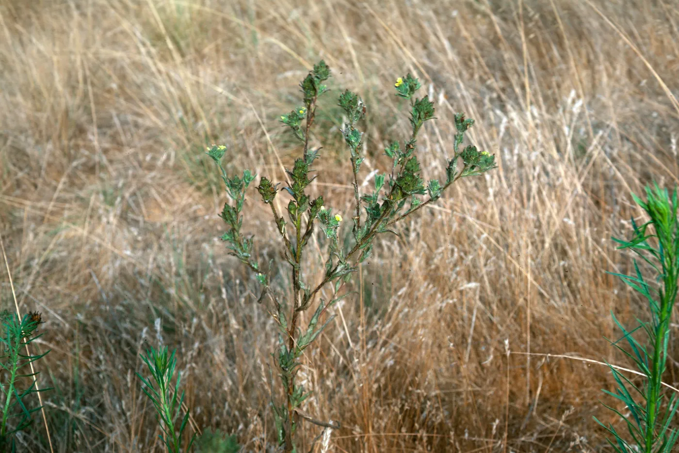 Malva (Mallow)