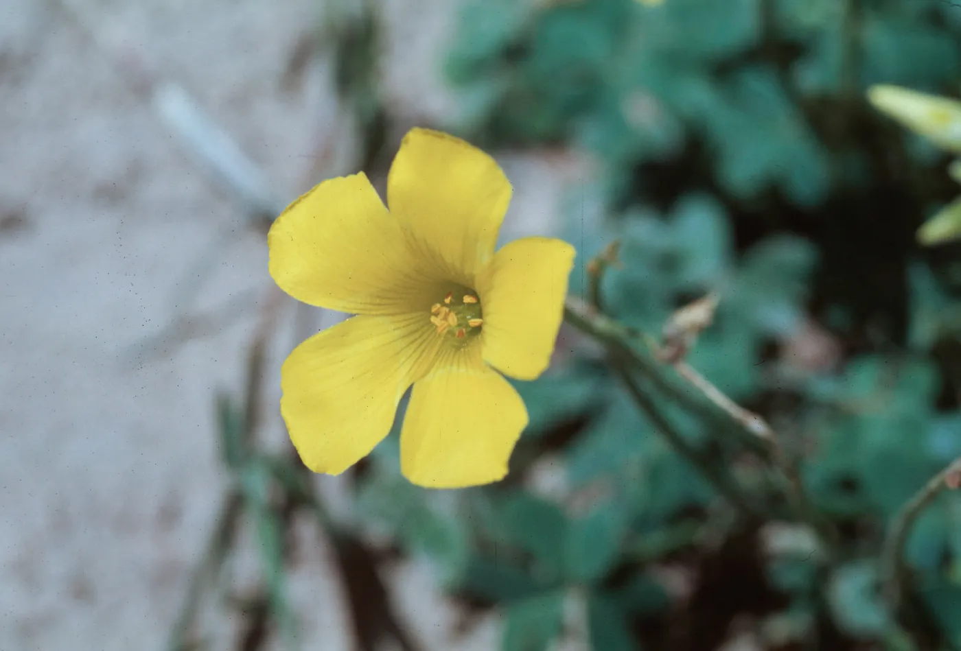 Oxalis pes-caprae
