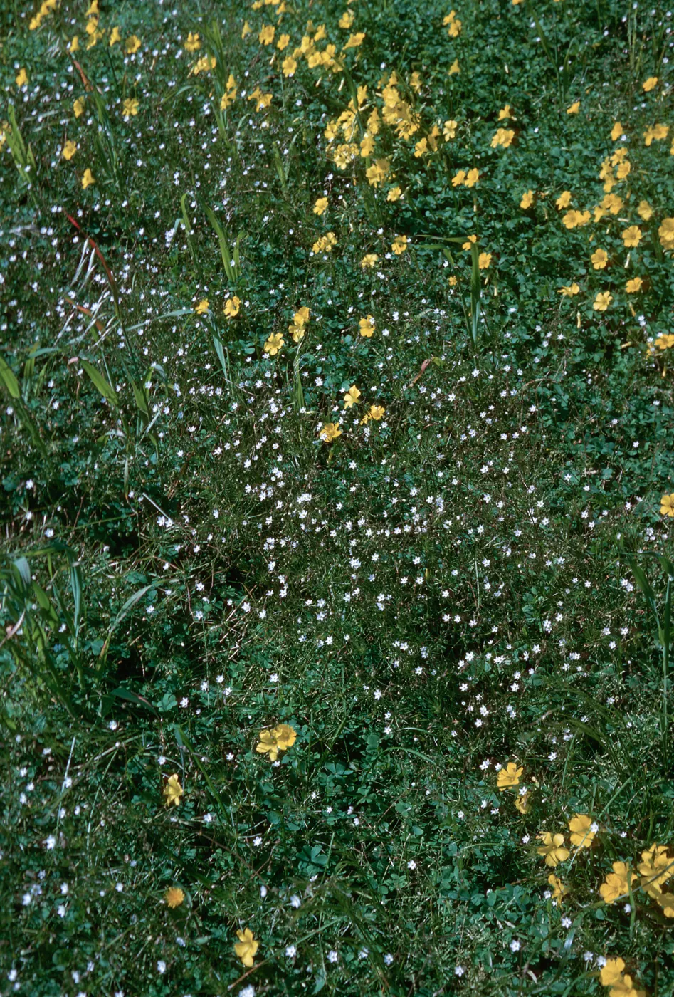 Oxalis - Spergula