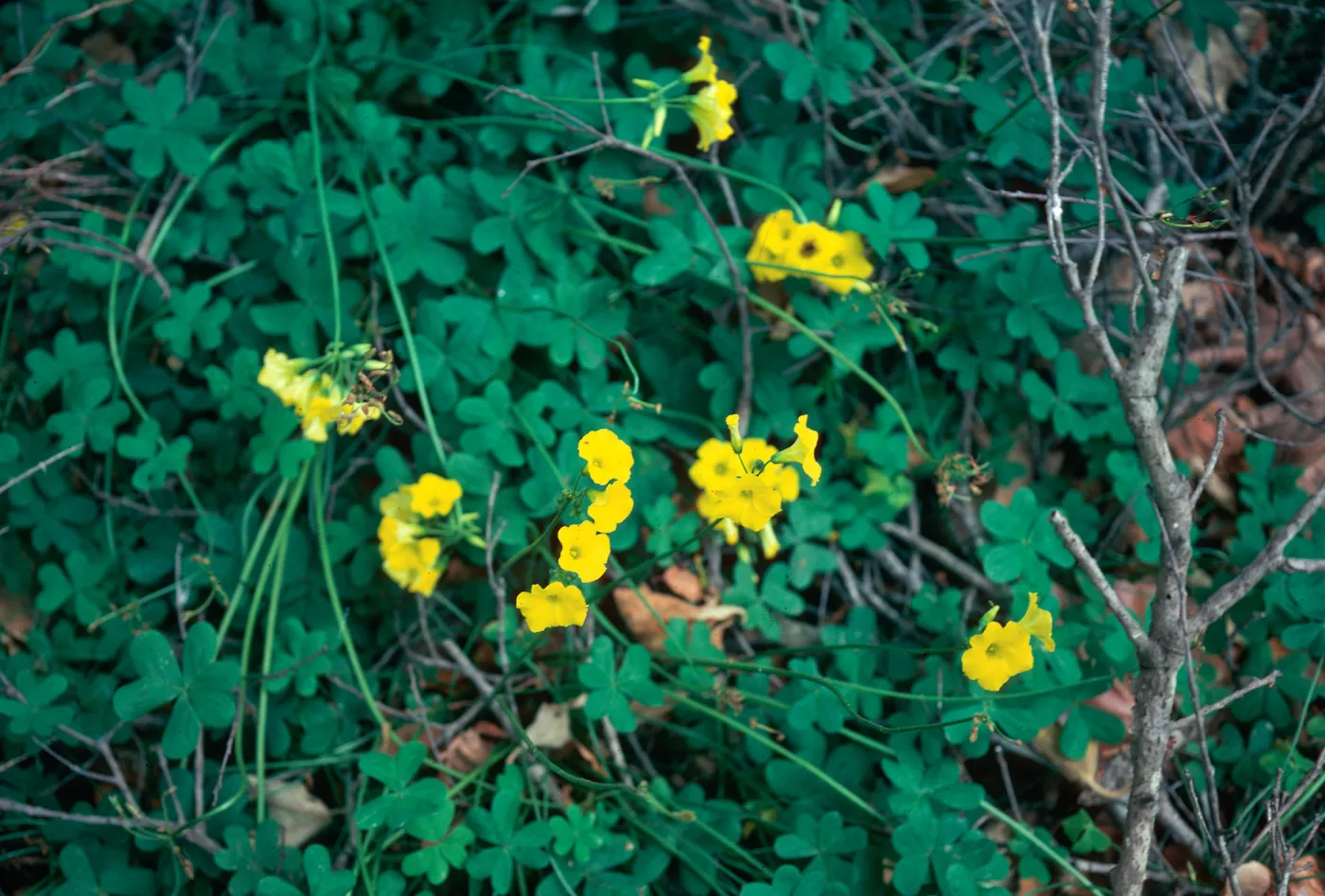Oxalis pes-caprae