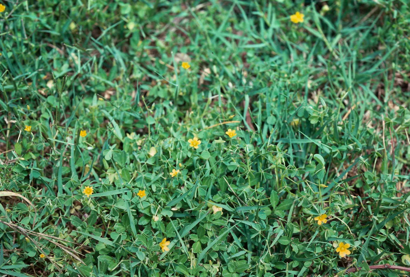 Oxalis corniculata