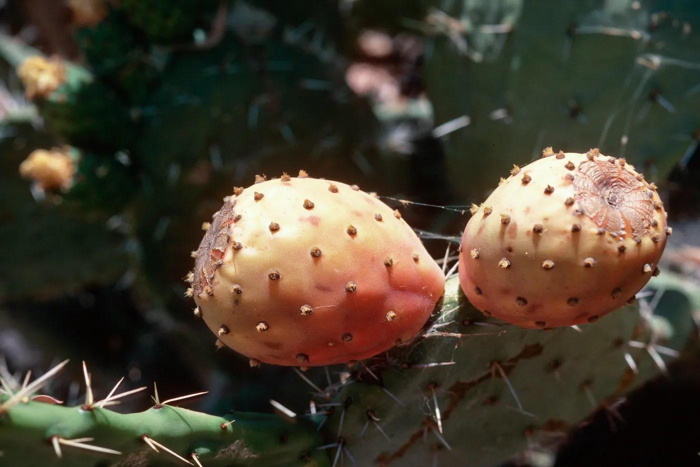 Opuntia (Prickly-pear), Los Alamos