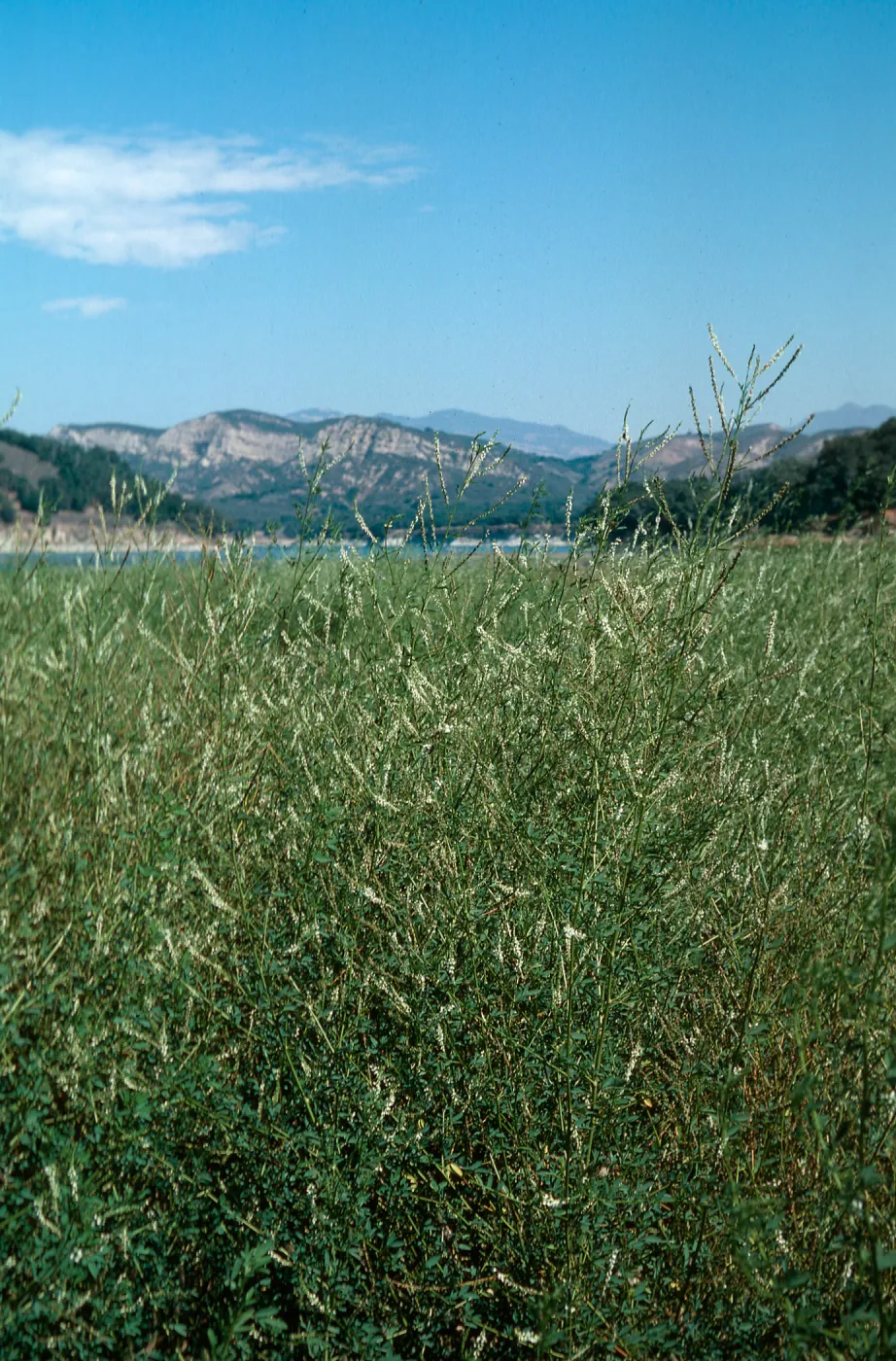 White Sweet Clover, upper Cachuma