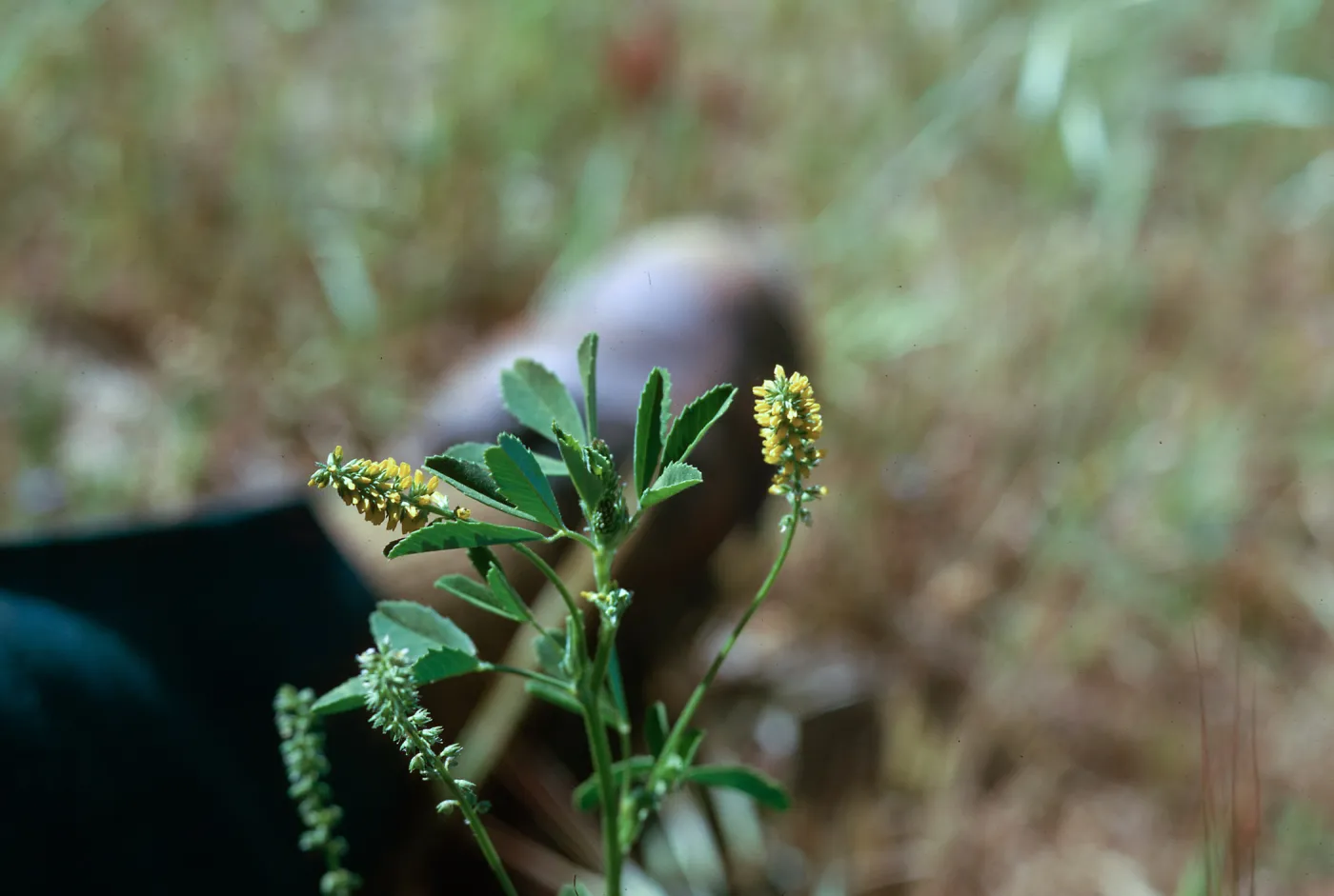 Melilotus indicus