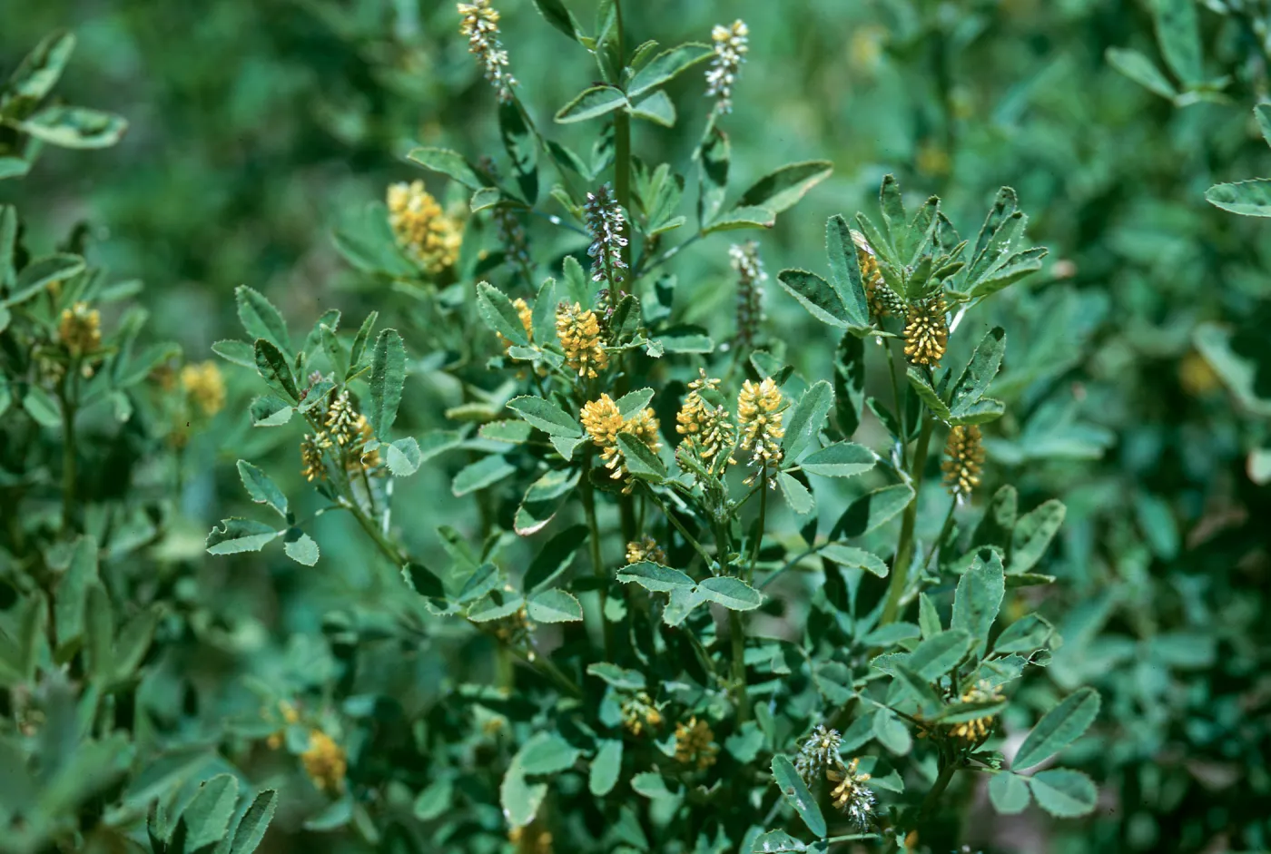 Melilotus indicus