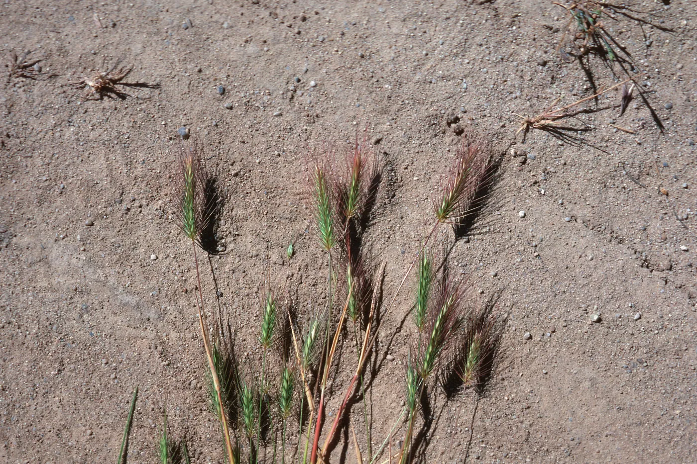 Hordeum, meadow, Montgomery Potrero