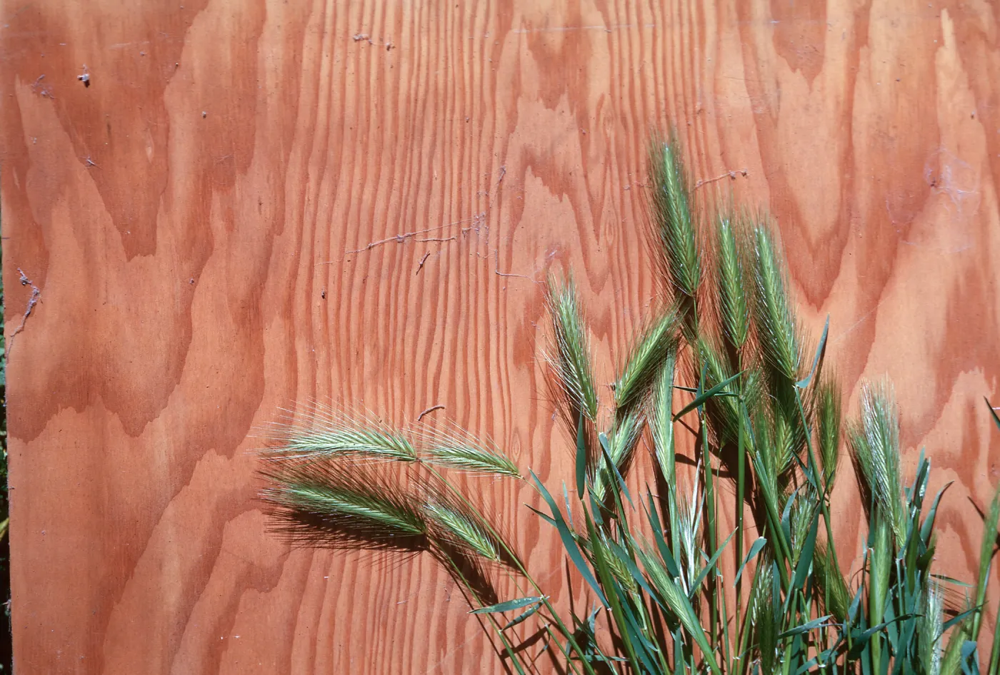 Hordeum