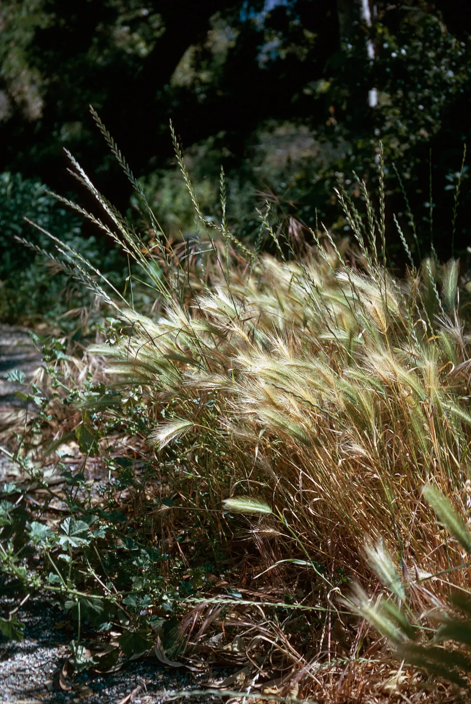 Hordeum