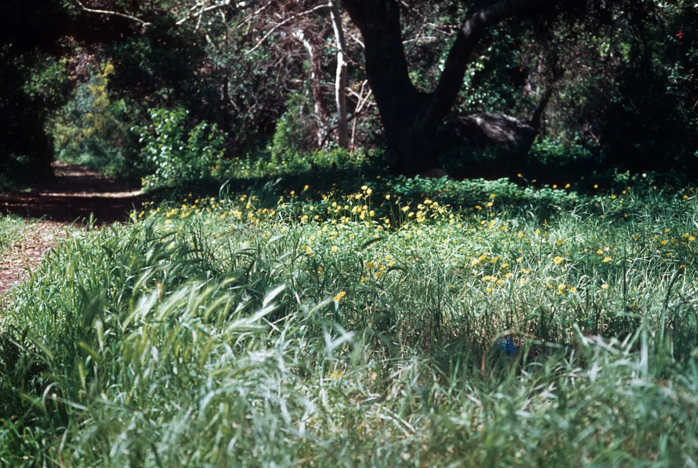 Hordeum, Oxalis