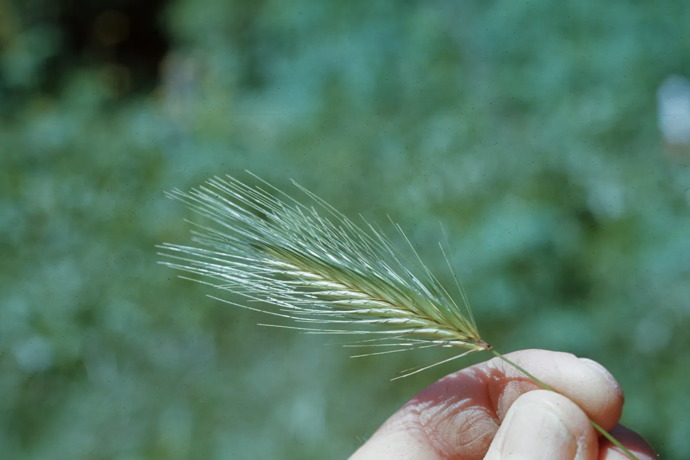 Hordeum