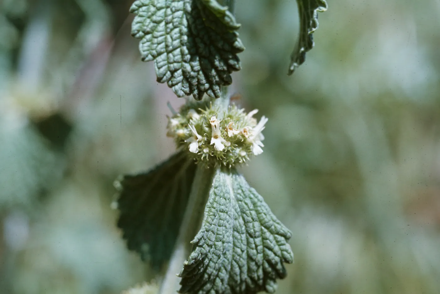 Horehound, Marrubium vulgare