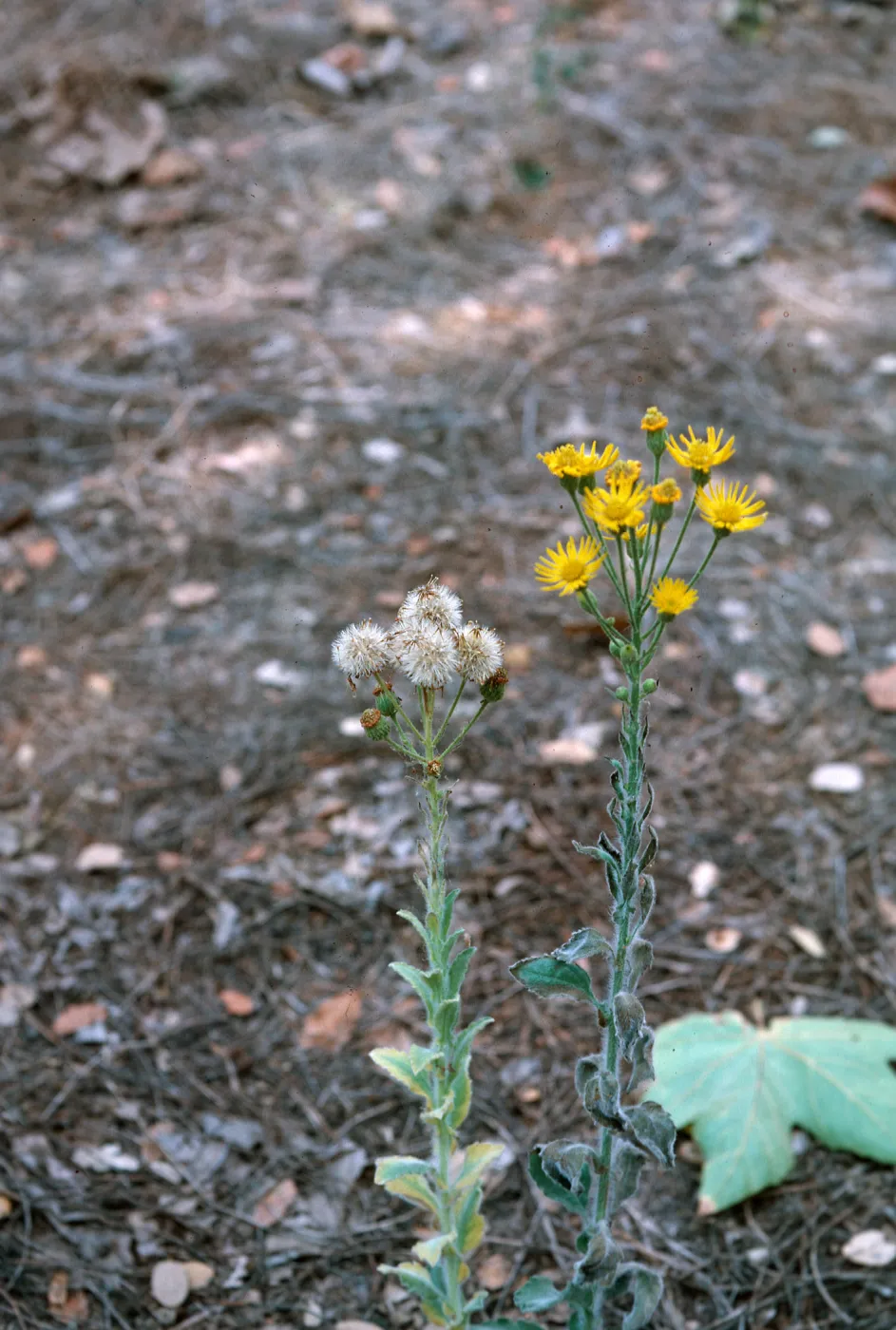 Heterotheca