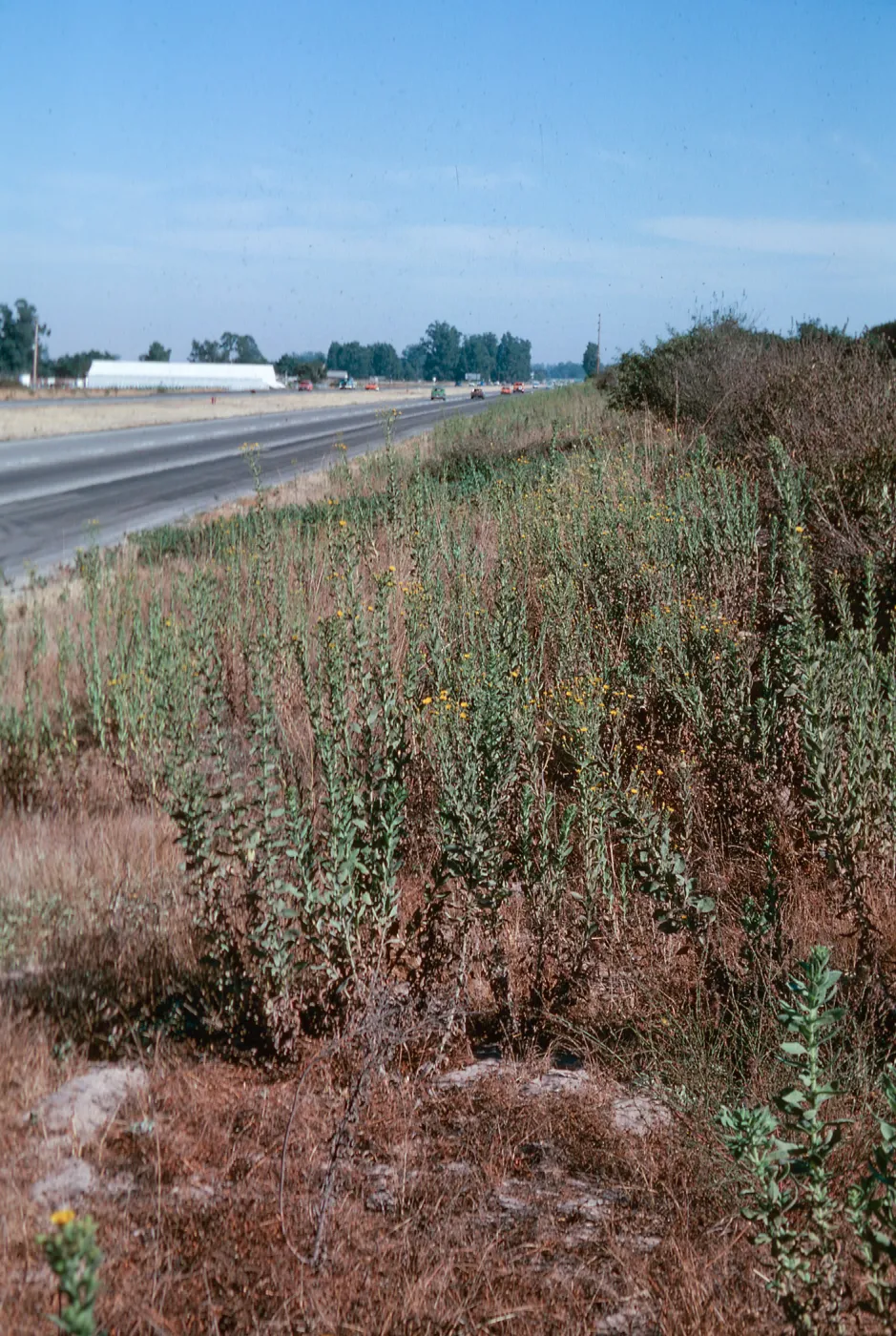 Heterotheca