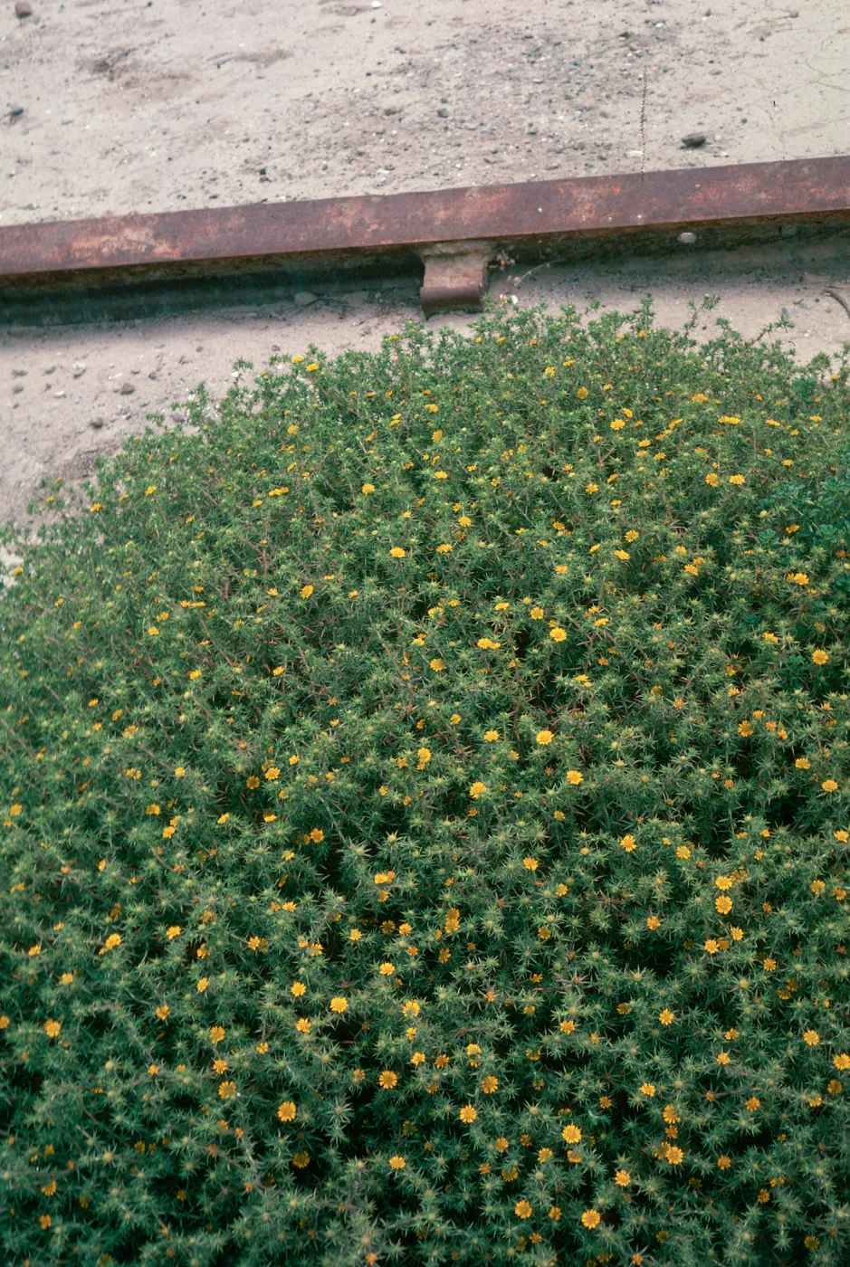 Hemizonia