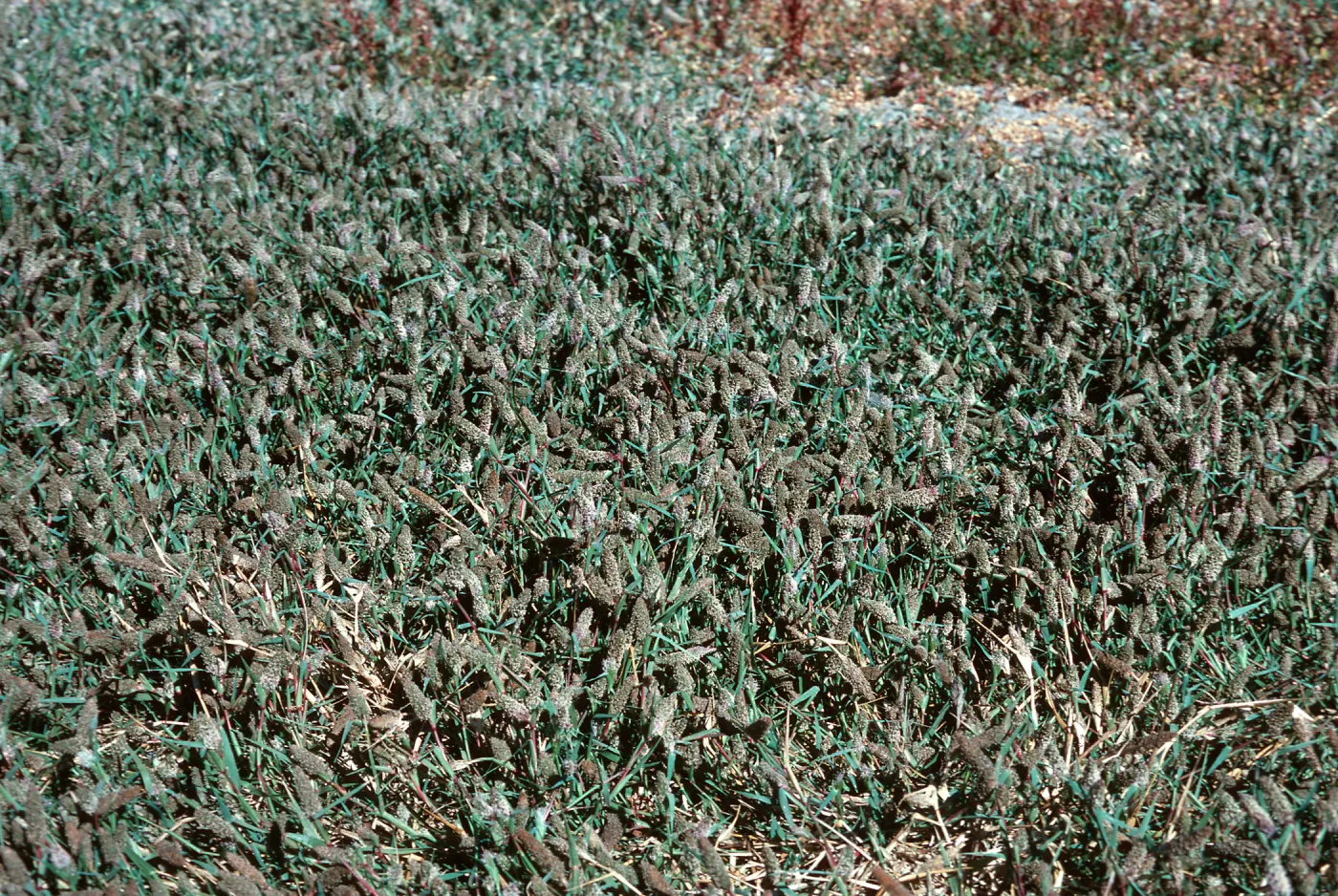 Heleochloa schoenoides