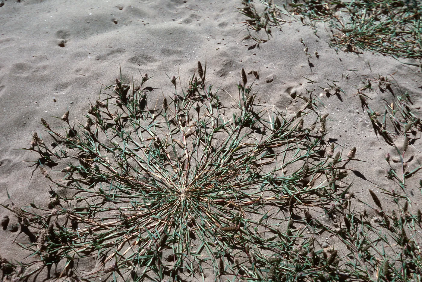 Heleochloa, upper Cachuma