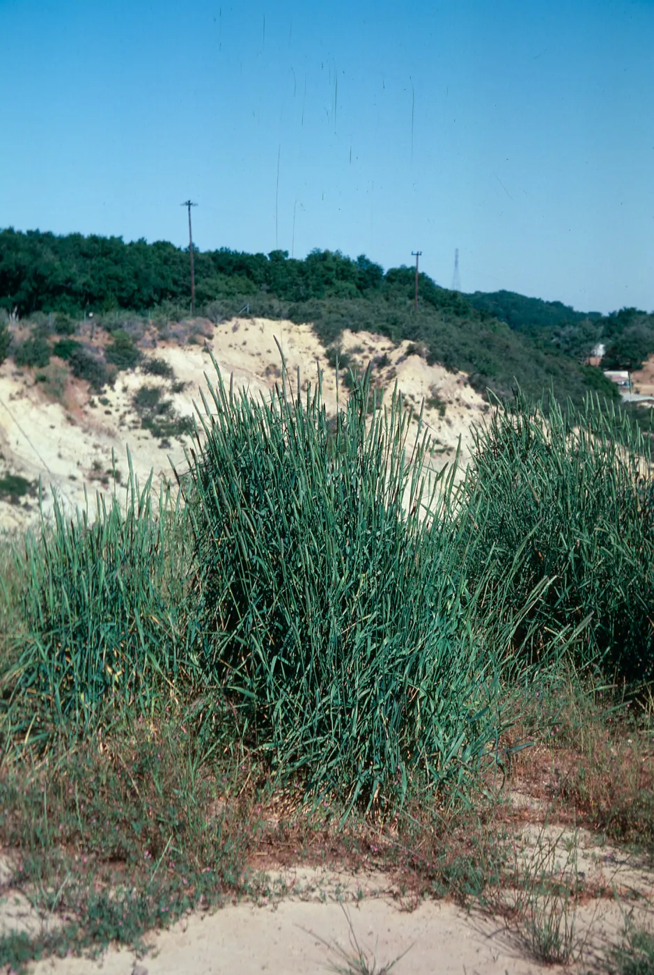 Harding Grass