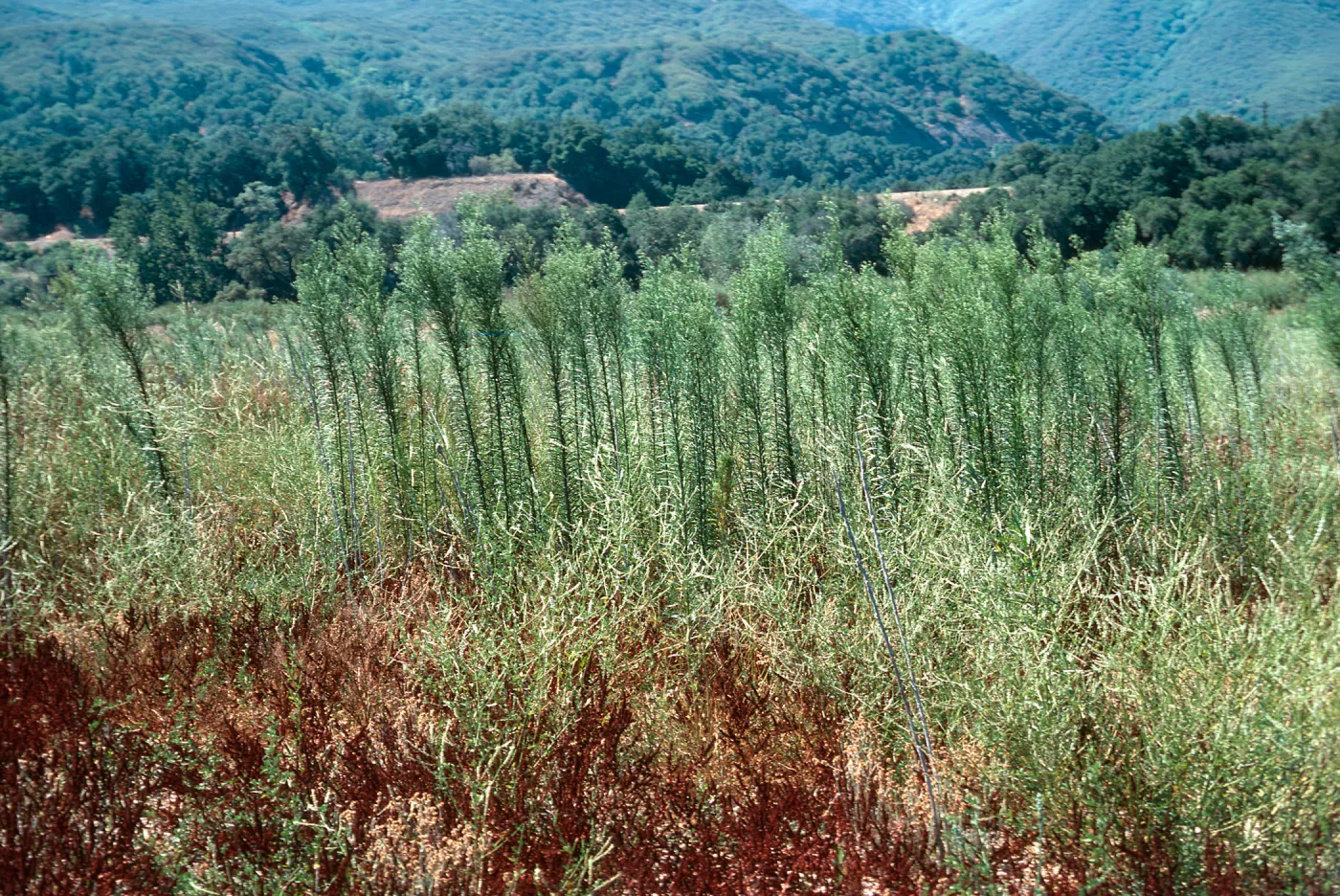 Conyza canadensis, Horseweed, upper Cachuma