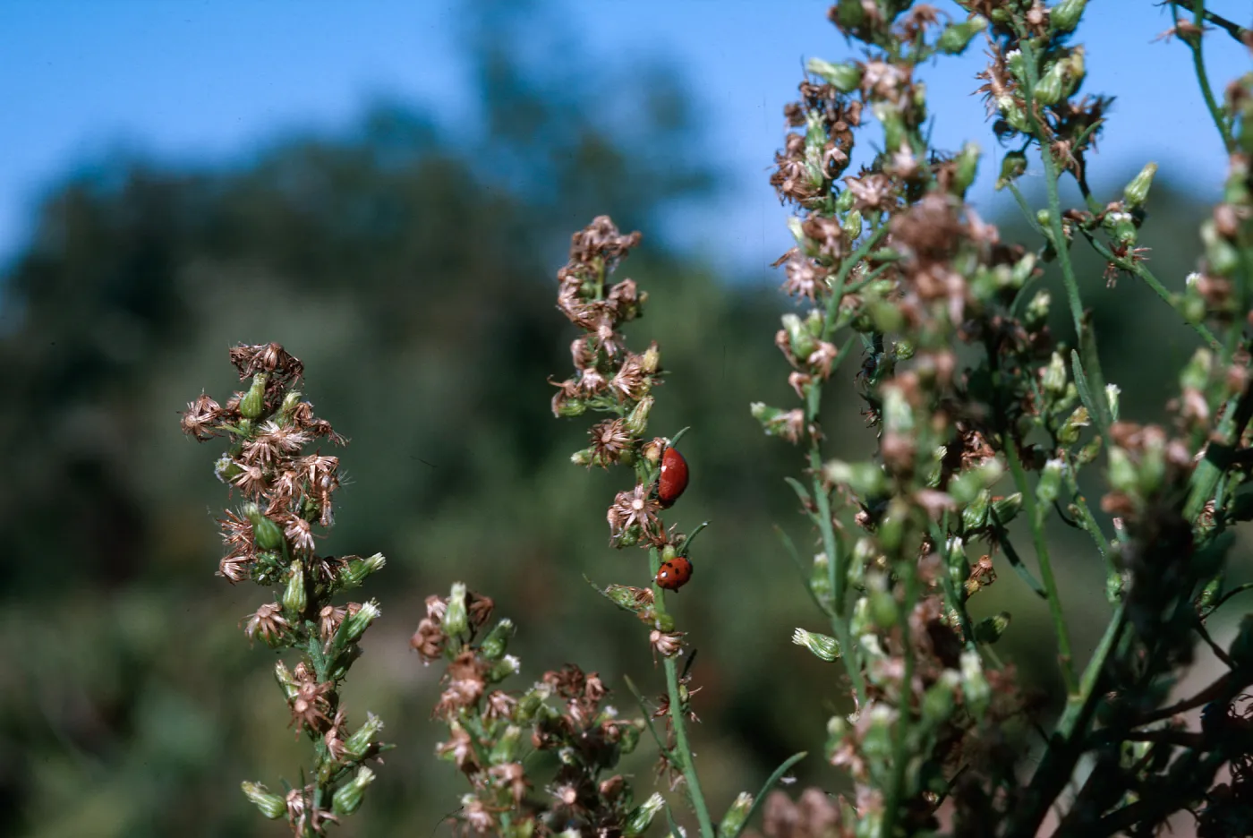 Horseweed