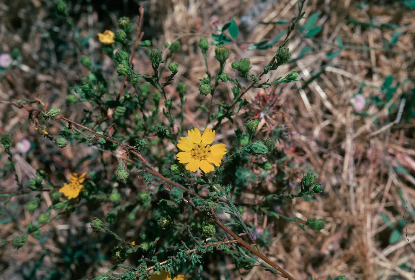 Hemizonia, Las Flores