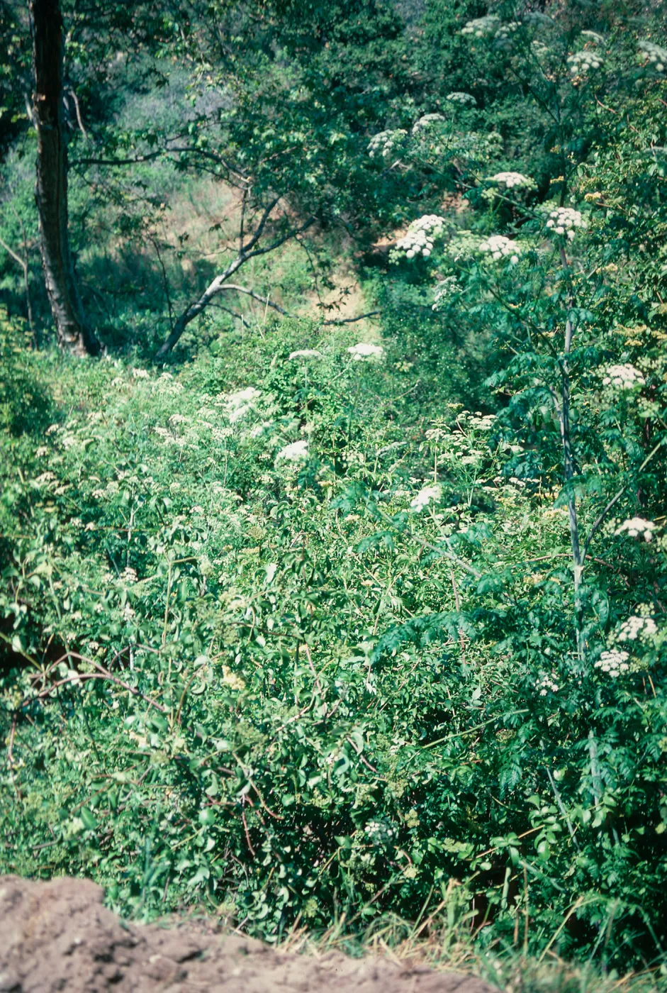 Hemlock, Las Flores