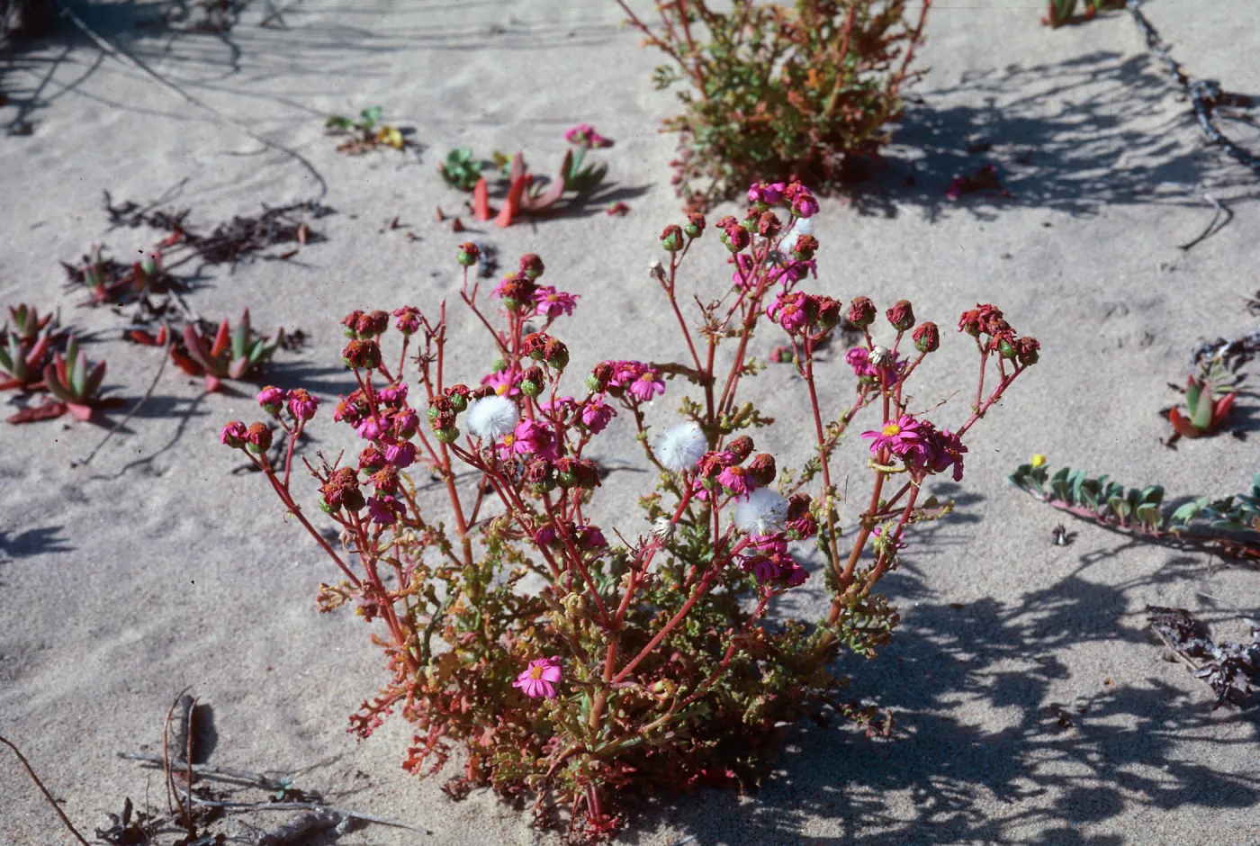 Senecio elegans, Guadalupe (dunes)