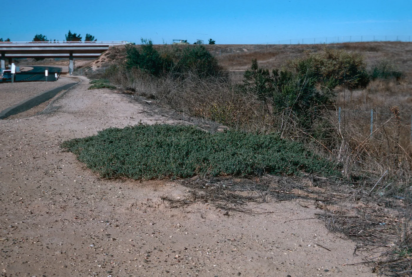 Atriplex semibaccata, Orcutt
