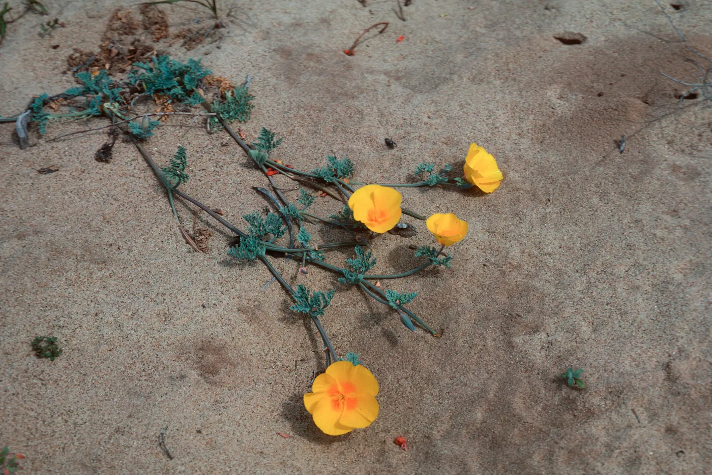 Poppy, Point Conception