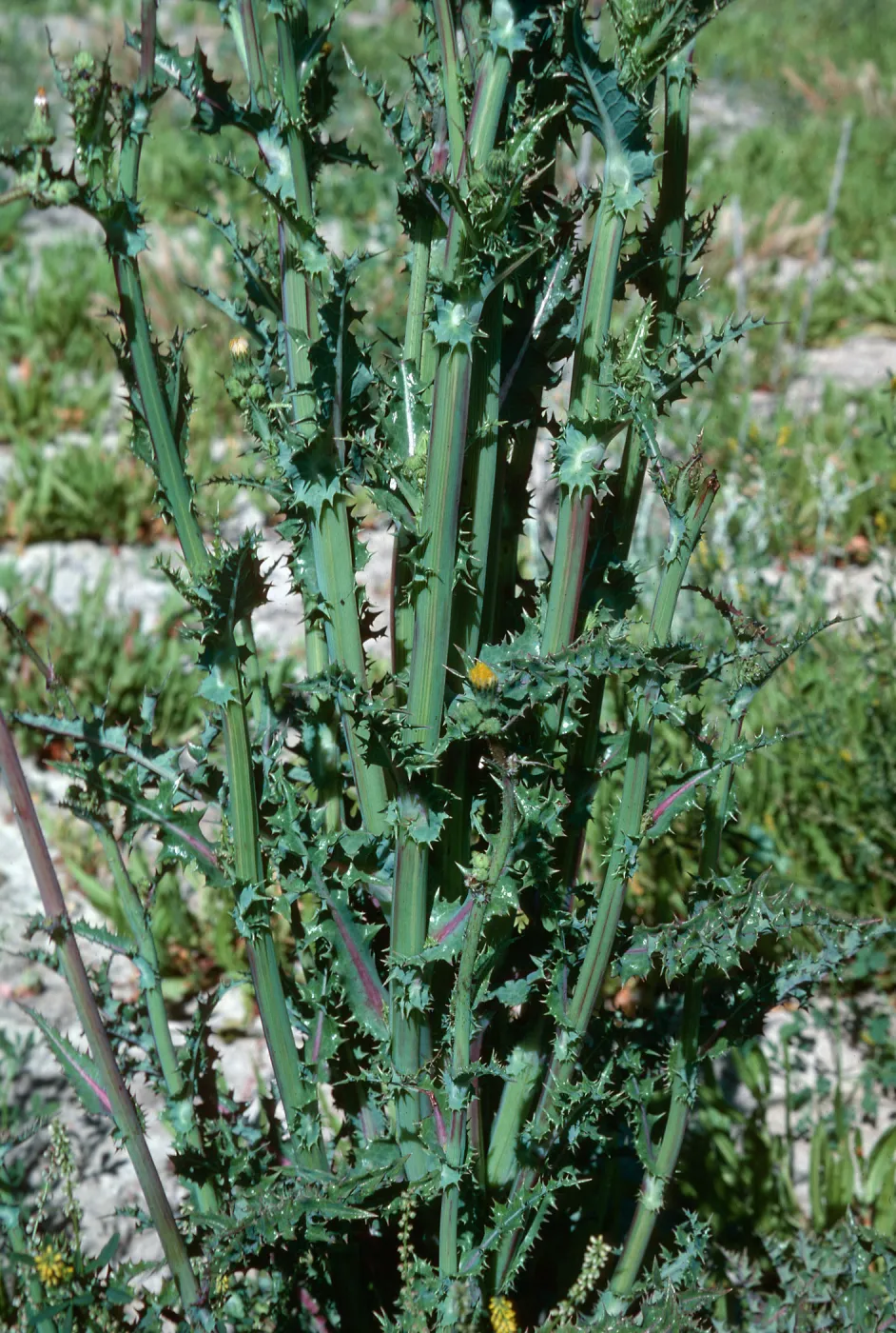 Sonchus asper, Lake Cachuma