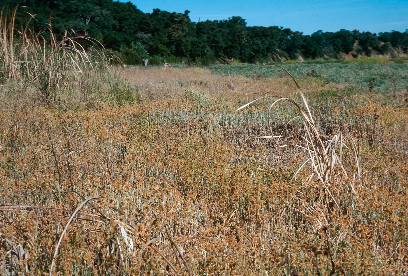Gnaphalium, upper Lake Cachuma mudflat