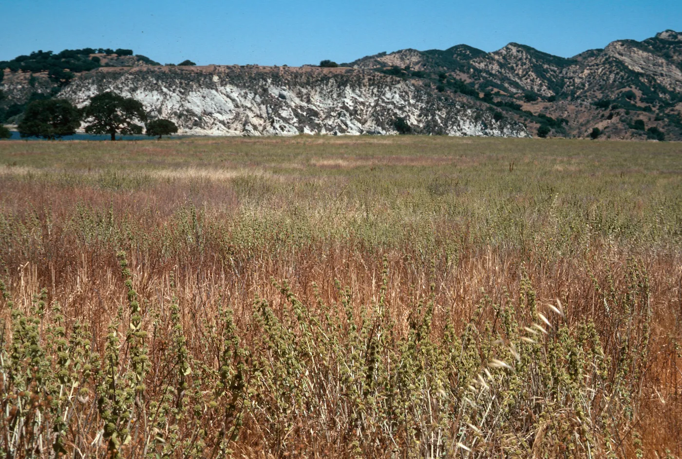 Horehound, Cachuma Dam