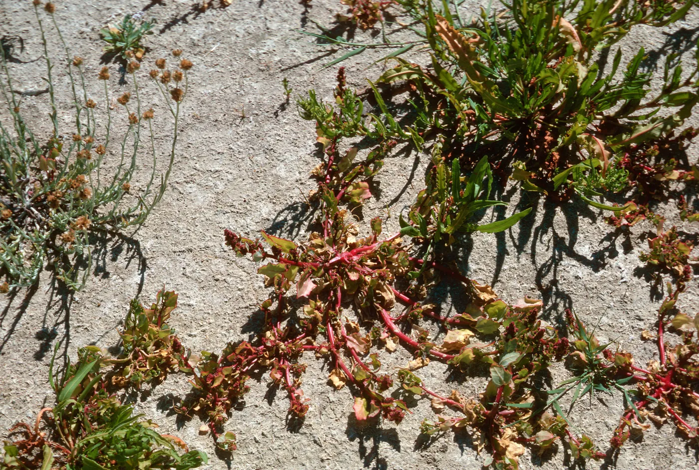 Chenopodium, rye, upper Cachuma Dam
