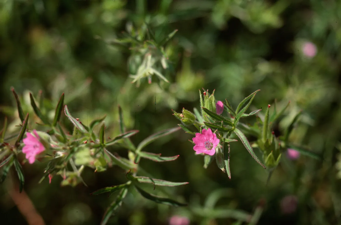 Geranium dissectum, Los Alamos wash
