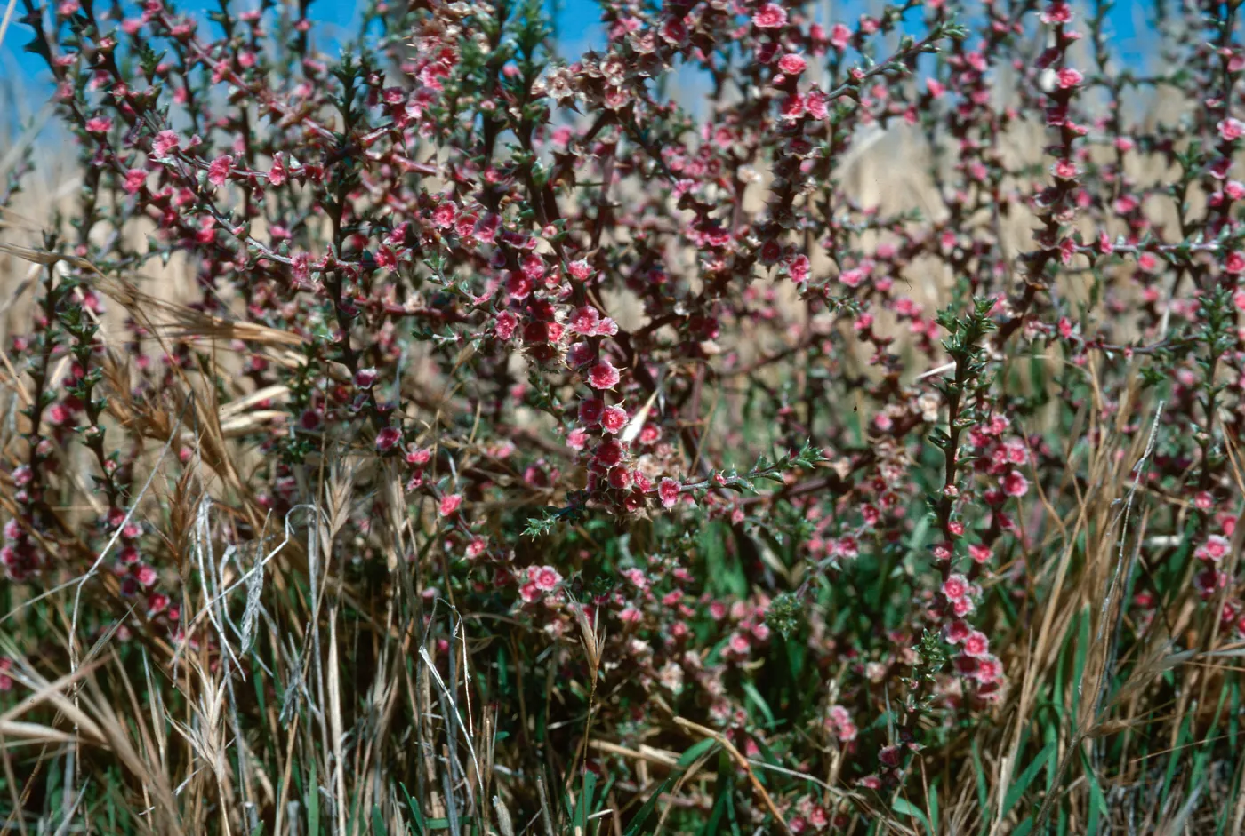 Salsola paulsenii, Mt. Abel Road