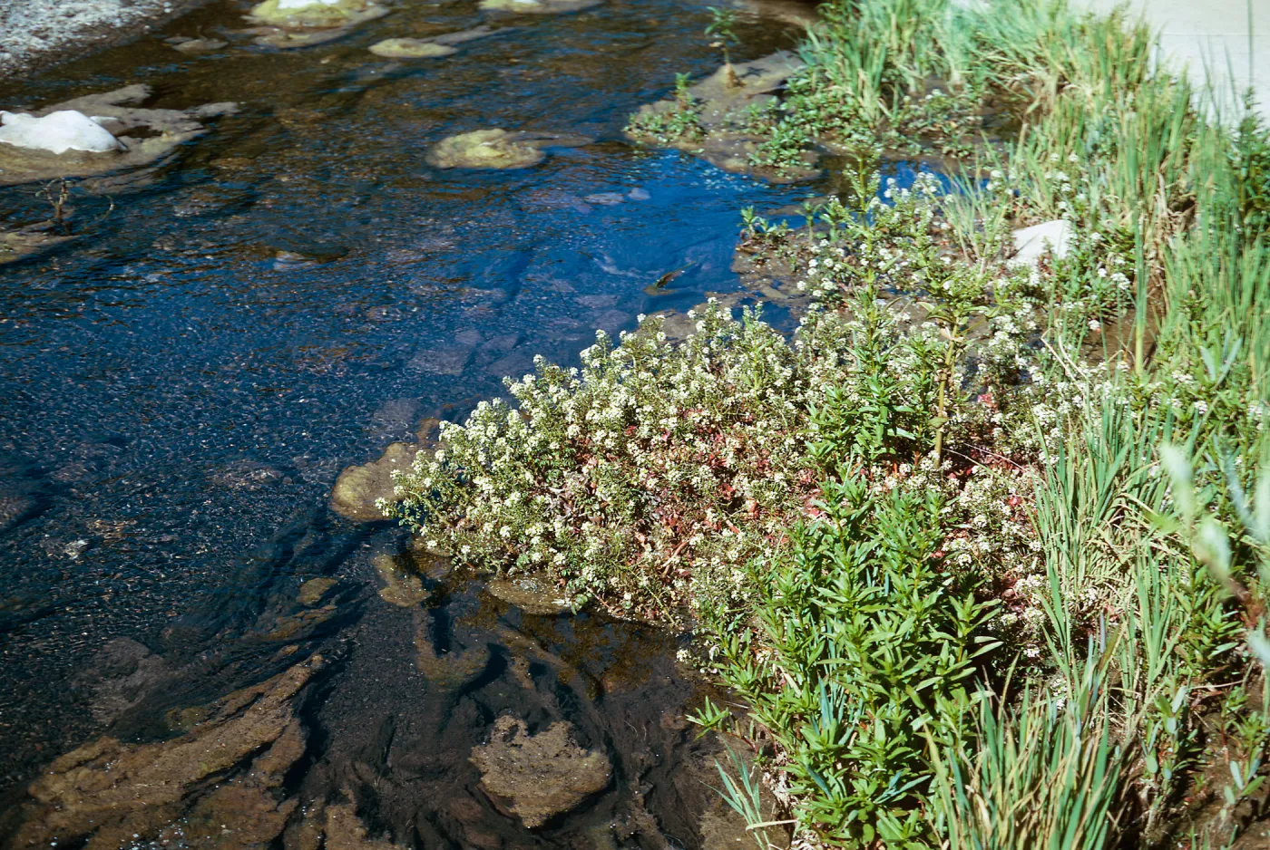 Watercress