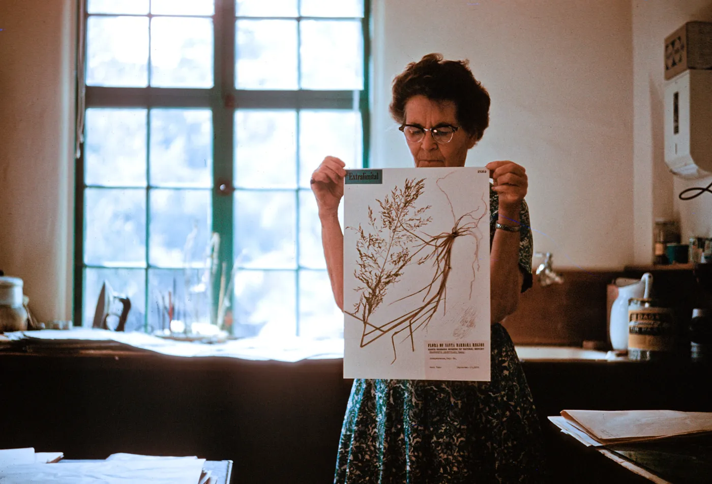 herbarium specimen for flora of Santa Barbara region