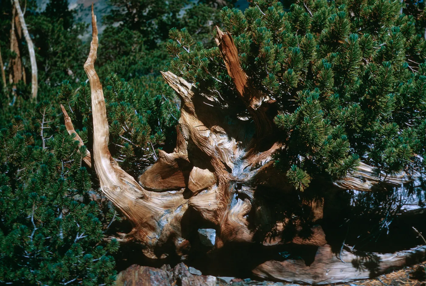 roots of Pinus albicaulis, below Summit Pass on West side, Mono County