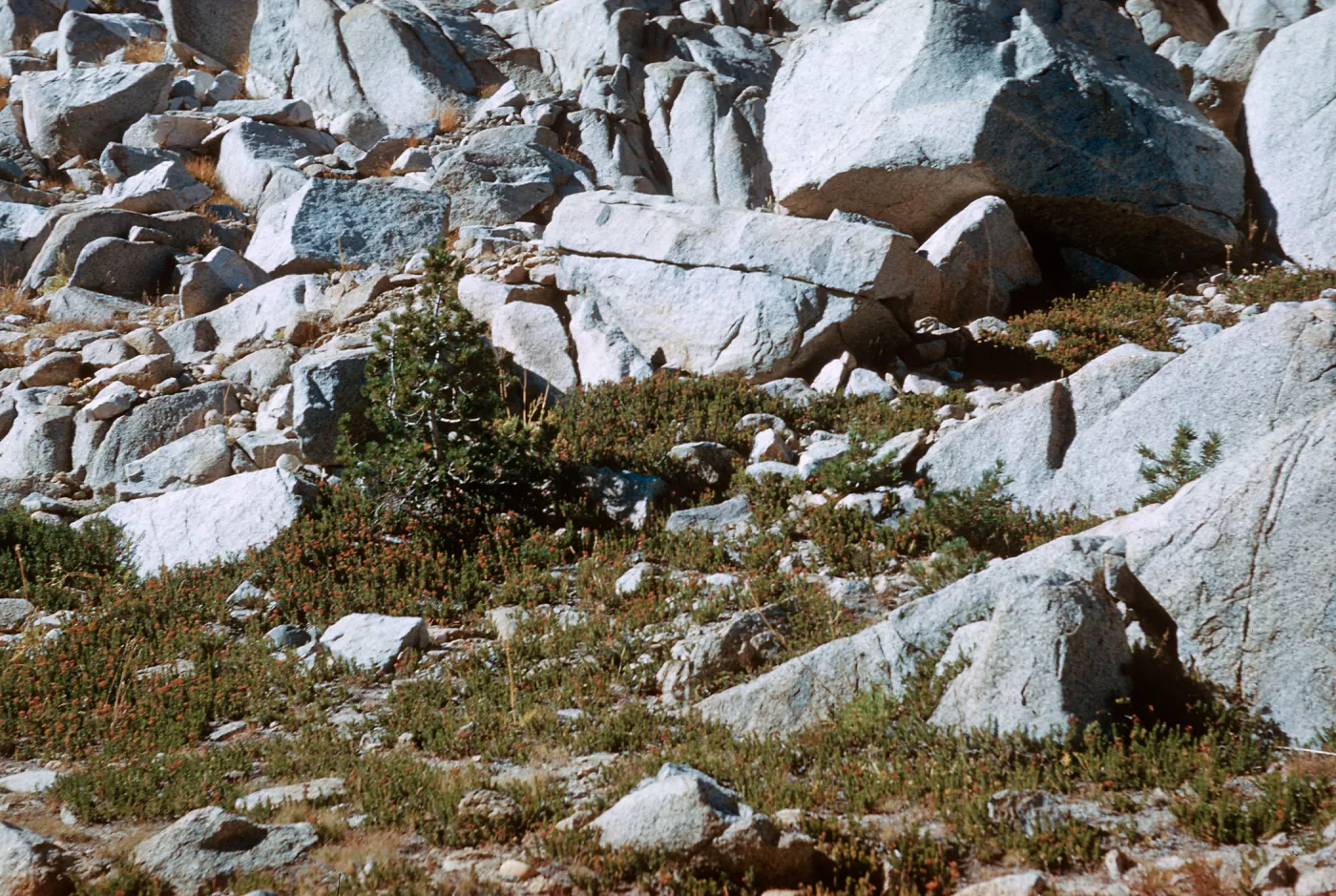 patches of Cassiope on Piute Pass