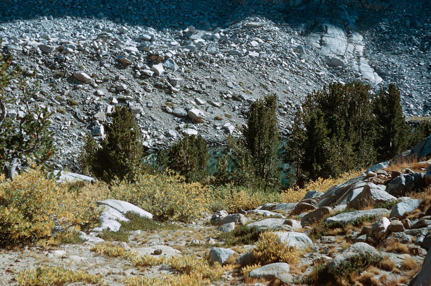 Salix (Willow)& Cassiope (Moss Heather) on Piute Pass Trail