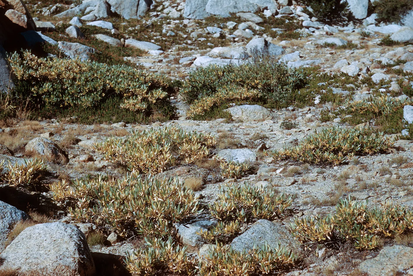 Piute Pass