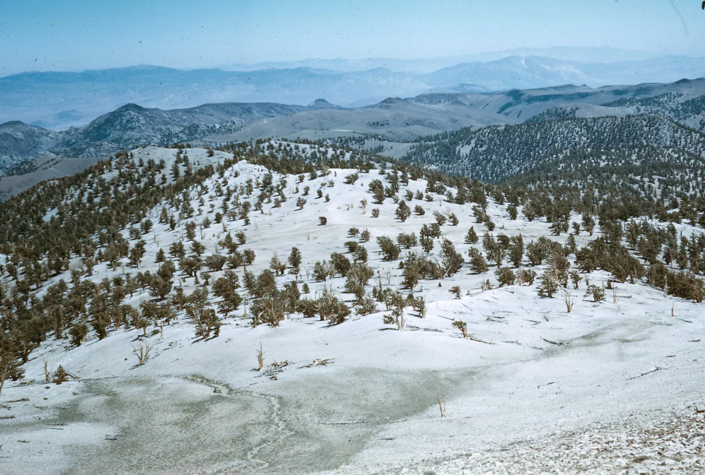 Bristle Cone Forest