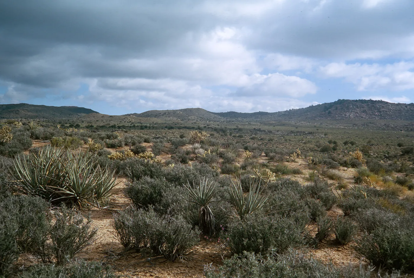 Coleogyne & Yucca baccata, Providence Mountains, North of Hole in the Wall, under 5000 feet