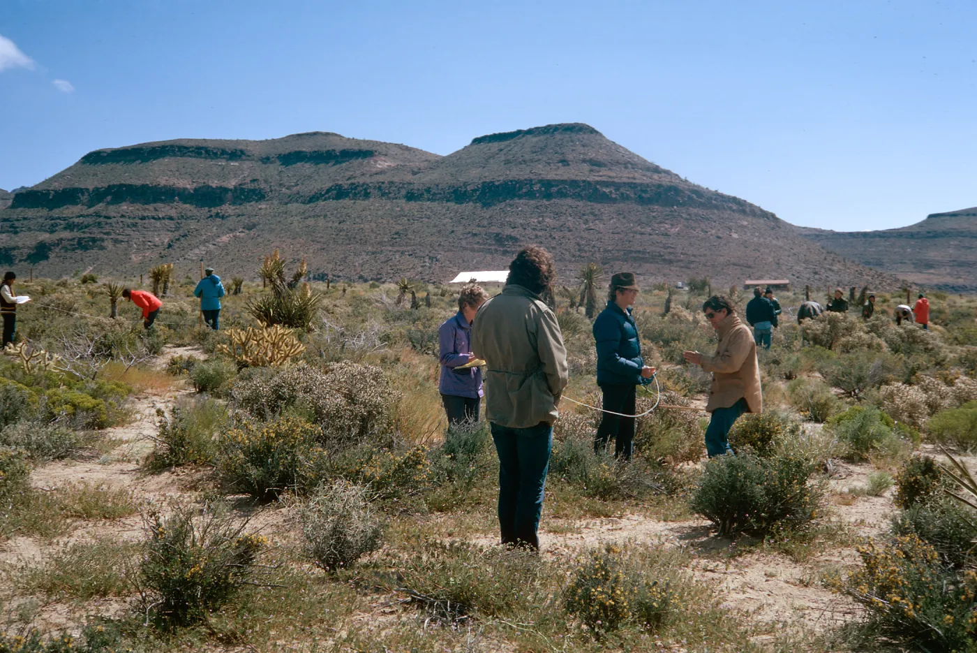 Ecology students on transect study, Providence Mountains