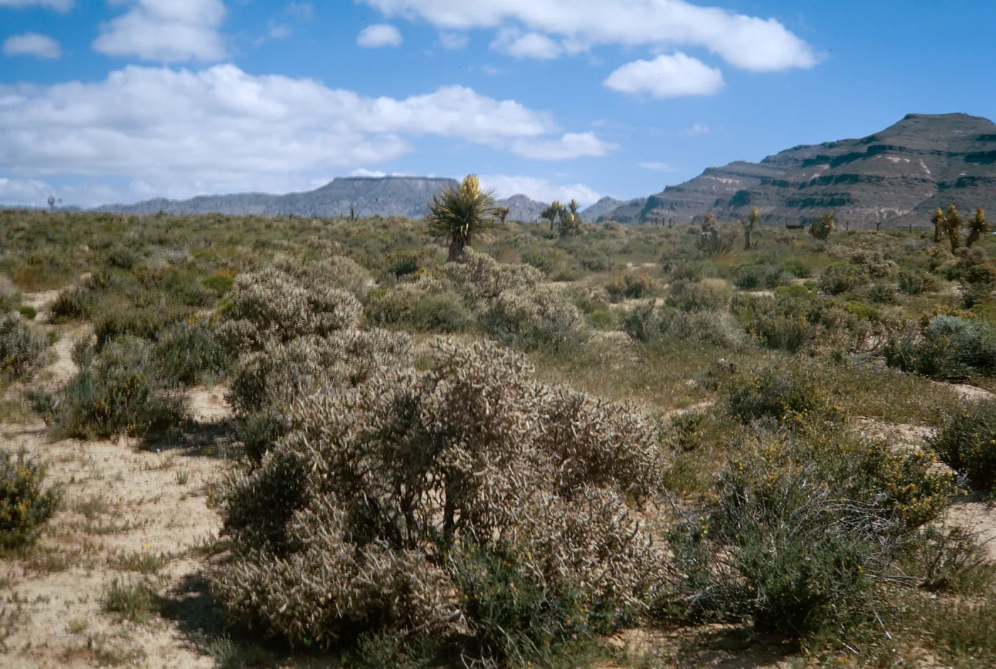 Opuntia ramosissima in foreground, Coleogyne, Yucca, etc., Providence Mountains