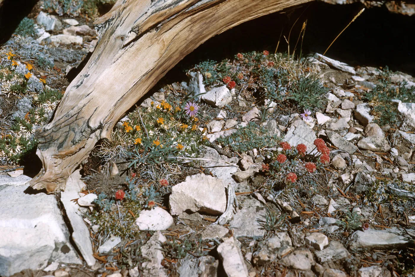 flowers at Patriarch Grove, White Mountains