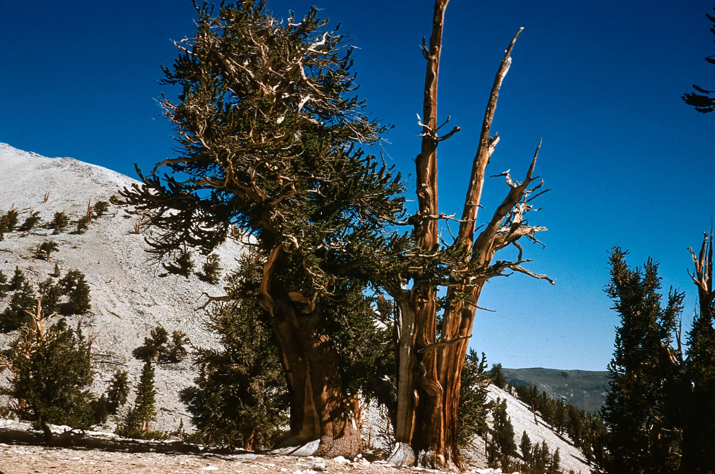 Patriarch Grove